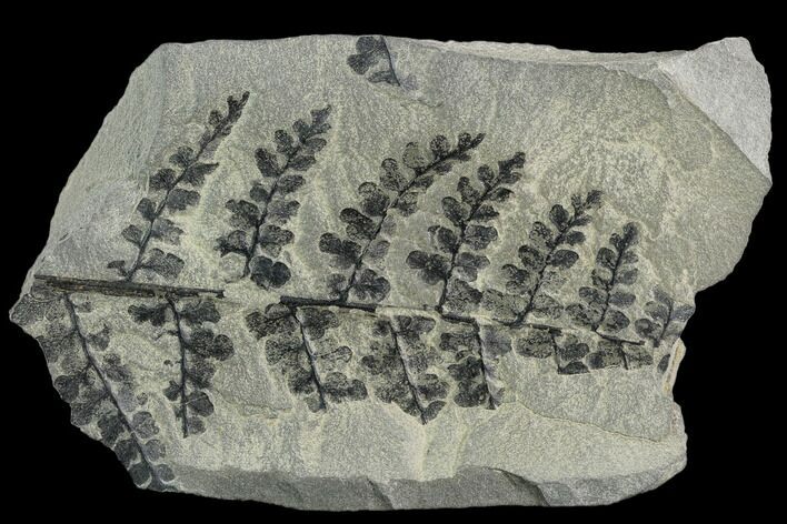 Pennsylvanian Fossil Fern (Sphenopteris) Plate - Kentucky #126222
